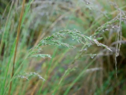 Poa Labillardierei – Common Tussock-Grass Seeds -Plant Shop poa lab 2