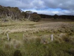 Poa Labillardierei – Common Tussock-Grass Seeds -Plant Shop poa lab