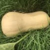 Butternut Pumpkin Seeds -Plant Shop pumpkin scaled 1