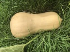 Butternut Pumpkin Seeds