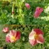 Californian Poppy Purple Gleam Seeds -Plant Shop purplegleam