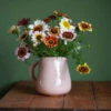 Painted Daisy (Rainbow Chrysanthemum) Seeds -Plant Shop rainbowchrys