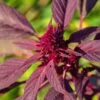 Amaranth Red Garnet Seeds -Plant Shop redamaranthgarnet