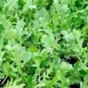 Rocket Salad Seeds -Plant Shop rocket2