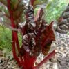 Ruby Red Chard Seeds -Plant Shop rubychard
