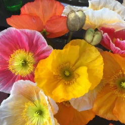 Papaver Nudicaule – Poppy Australis Mix Seeds