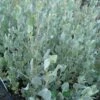 Atriplex Nummularia – Oldman Saltbush Seeds -Plant Shop s l1600