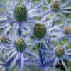 Sea Holly Seeds -Plant Shop sea holly seeds australia