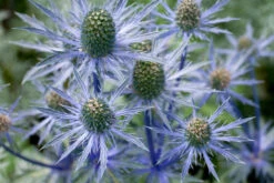 Sea Holly Seeds