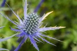 Sea Holly Seeds -Plant Shop seaholly2