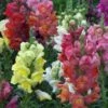 Snapdragon Mixed Seeds -Plant Shop snapmixed
