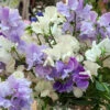 Mixed Sweet Pea Seeds -Plant Shop sweetpea