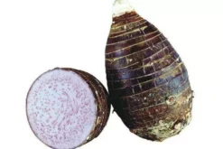 Taro Seedling Plants -Plant Shop taro yam