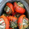 Turks Turban Squash Seeds -Plant Shop turks turban winters quash and gourd 14754.1483422498.600.600