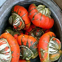 Turks Turban Squash Seeds