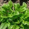Spinach Viroflay Seeds -Plant Shop viroflay