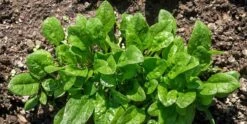 Spinach Viroflay Seeds