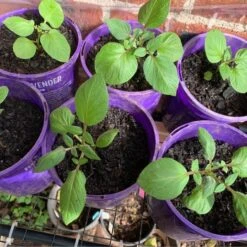 2 Chinese Truffle Aka French Vitelotte Violet Potato Plant -Plant Shop vitelotte green leaf