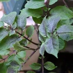 2 Chinese Truffle Aka French Vitelotte Violet Potato Plant