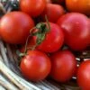 Tomato Lutschist Zurich Seeds -Plant Shop zurich